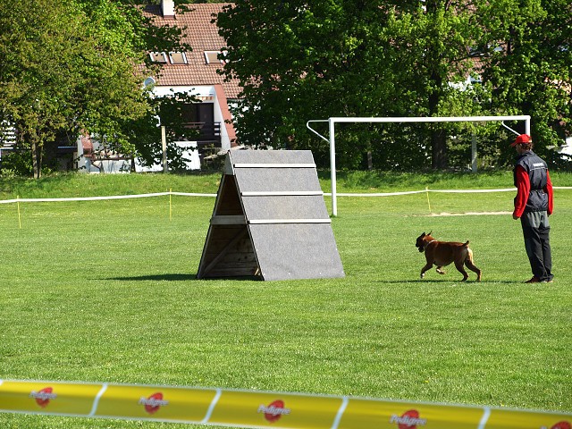 www.atibox.net * www.euroboxer.eu * www.boxergenealogia.eu